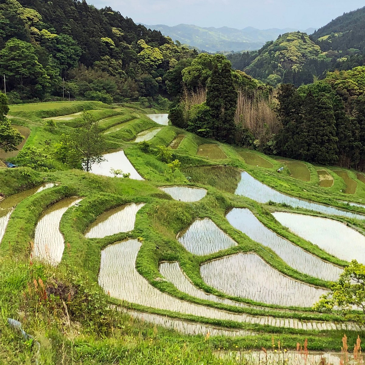 🌾 오오야마 계단식 논(오오야마 센마이다) 이미지 4